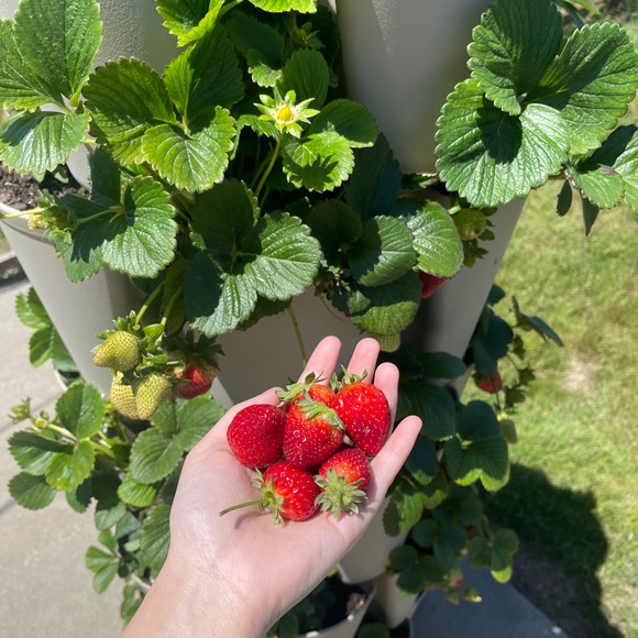 Hello + Welcome to my Little Homestead 👋 - Picture 11 of 16